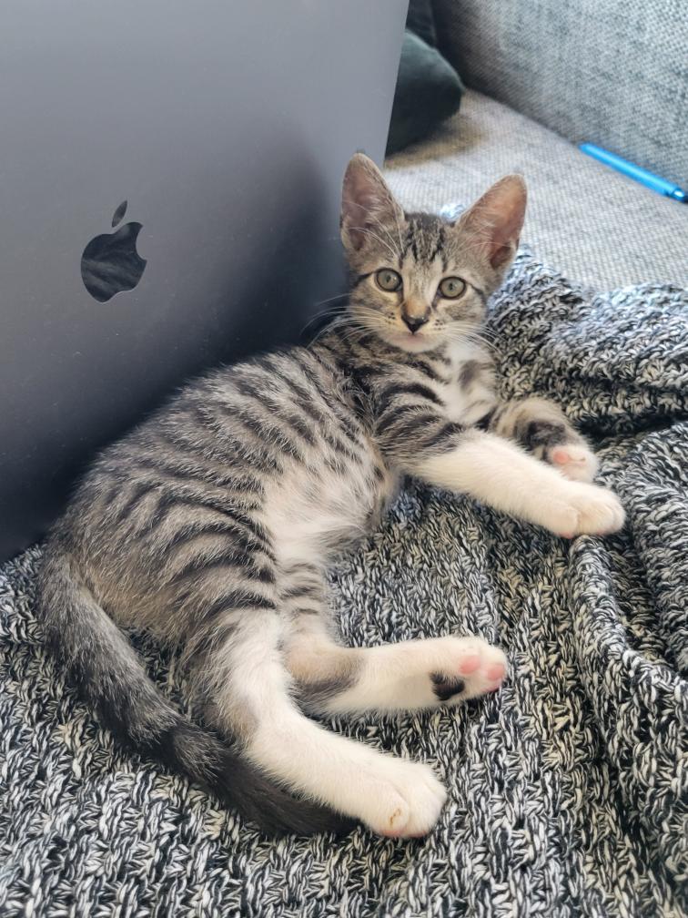 Enlarge Tyler, a Adoptable Domestic Short Hair in Los Angeles, CA image 4/6