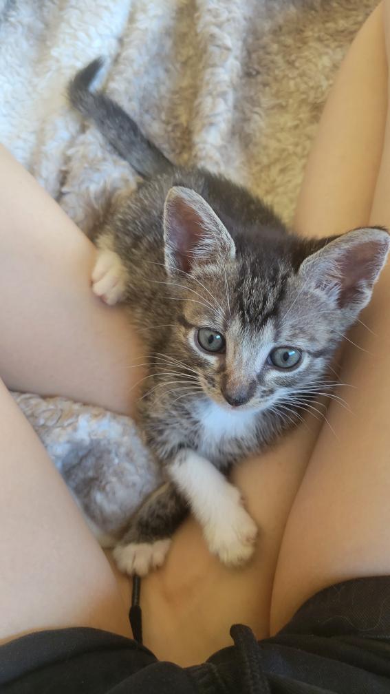 Enlarge Tyler, a Adoptable Domestic Short Hair in Los Angeles, CA image 5/6