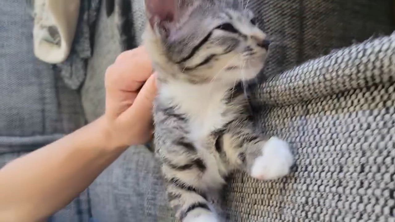 Enlarge Tyler, a Adoptable Domestic Short Hair in Los Angeles, CA video 6/6