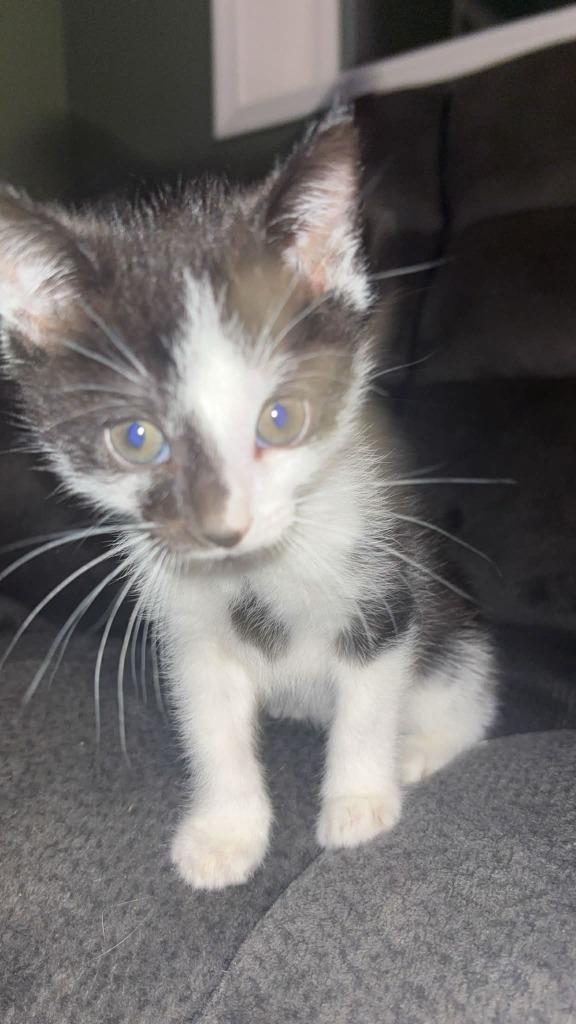 Whiskers, a Adoptable mixed breed in Johnson City, TN image 2/4