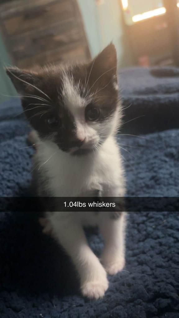 Whiskers, a Adoptable mixed breed in Johnson City, TN image 3/4