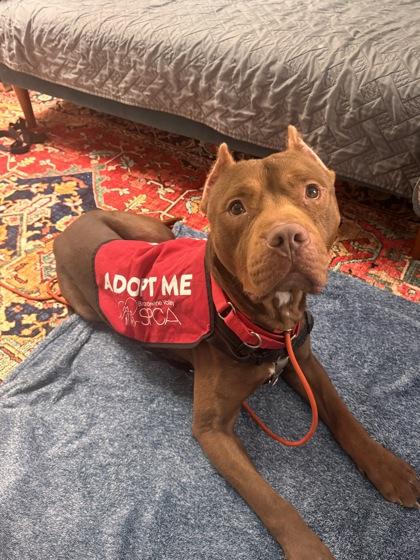 Warrior Edward — thumbnail 2