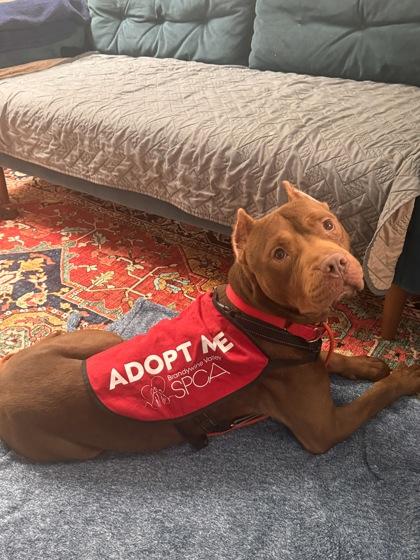 Warrior Edward — thumbnail 3