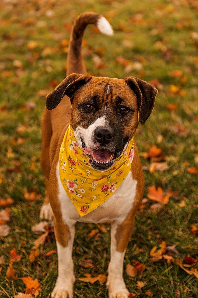 Huni Rose, Adopted, Adult Female Hound.