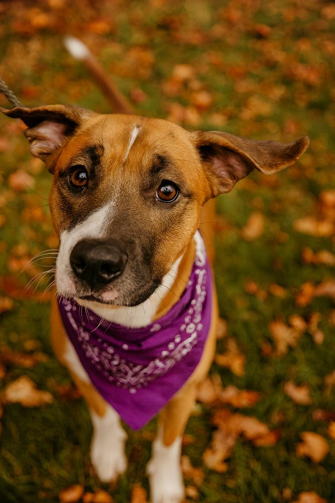 Huni Rose, a Adopted mixed breed in Dickson, TN image 2/2