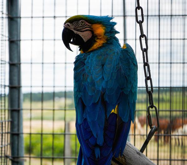 Enlarge Yogi, a Adoptable Macaw in Elizabeth, CO image 2/6