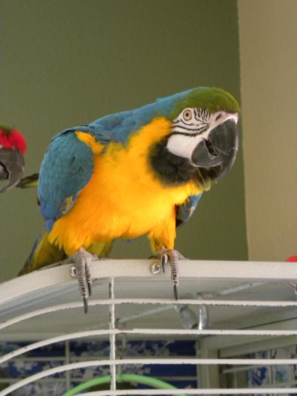 Enlarge Yogi, a Adoptable Macaw in Elizabeth, CO image 3/6