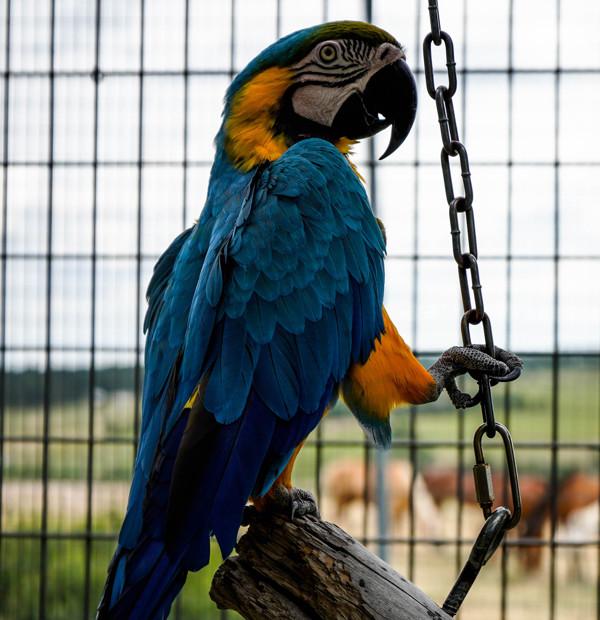 Enlarge Yogi, a Adoptable Macaw in Elizabeth, CO image 5/6