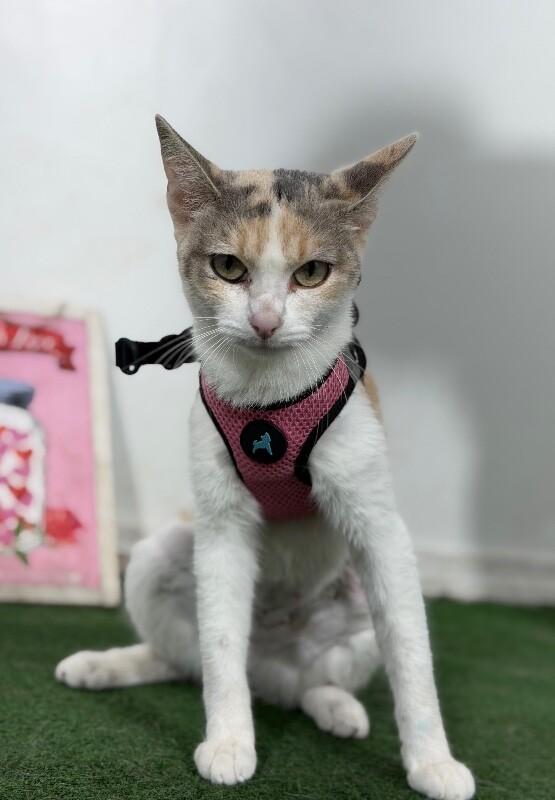 Merlot-One of our Amazing Rescue Cats, Adoptable, Young Female Calico & American Wirehair.