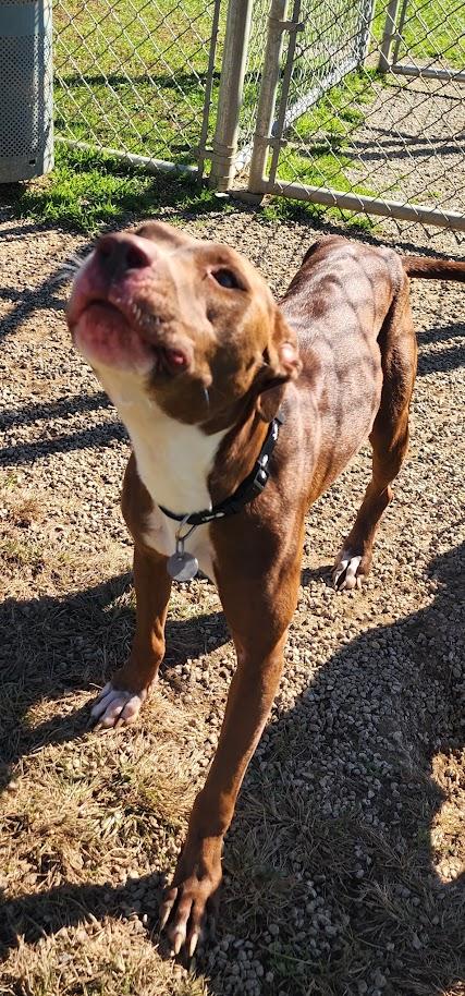 Enlarge Coco 281-26, a Adoptable mixed breed in Cambridge, OH image 3/3