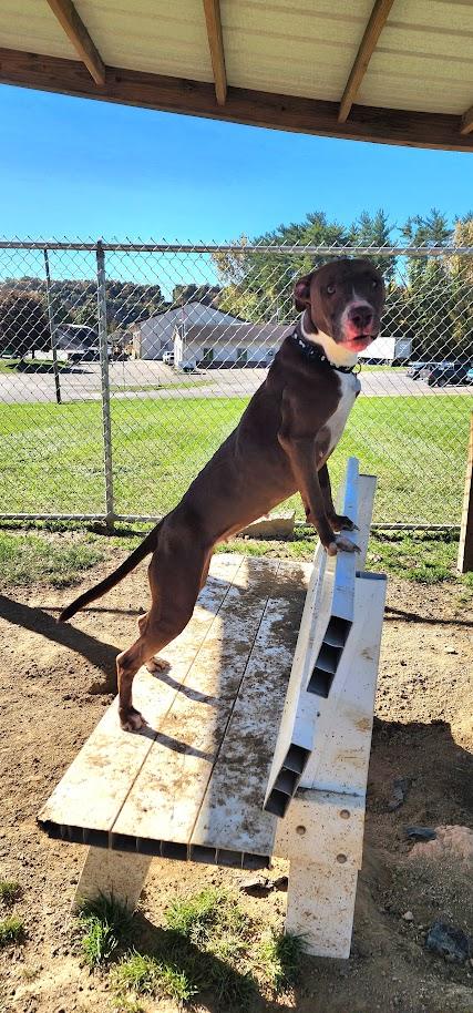 Enlarge Coco 281-26, a Adoptable mixed breed in Cambridge, OH image 1/3