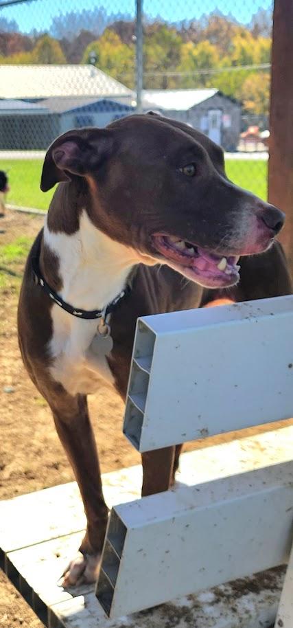 Enlarge Coco 281-26, a Adoptable mixed breed in Cambridge, OH image 2/3