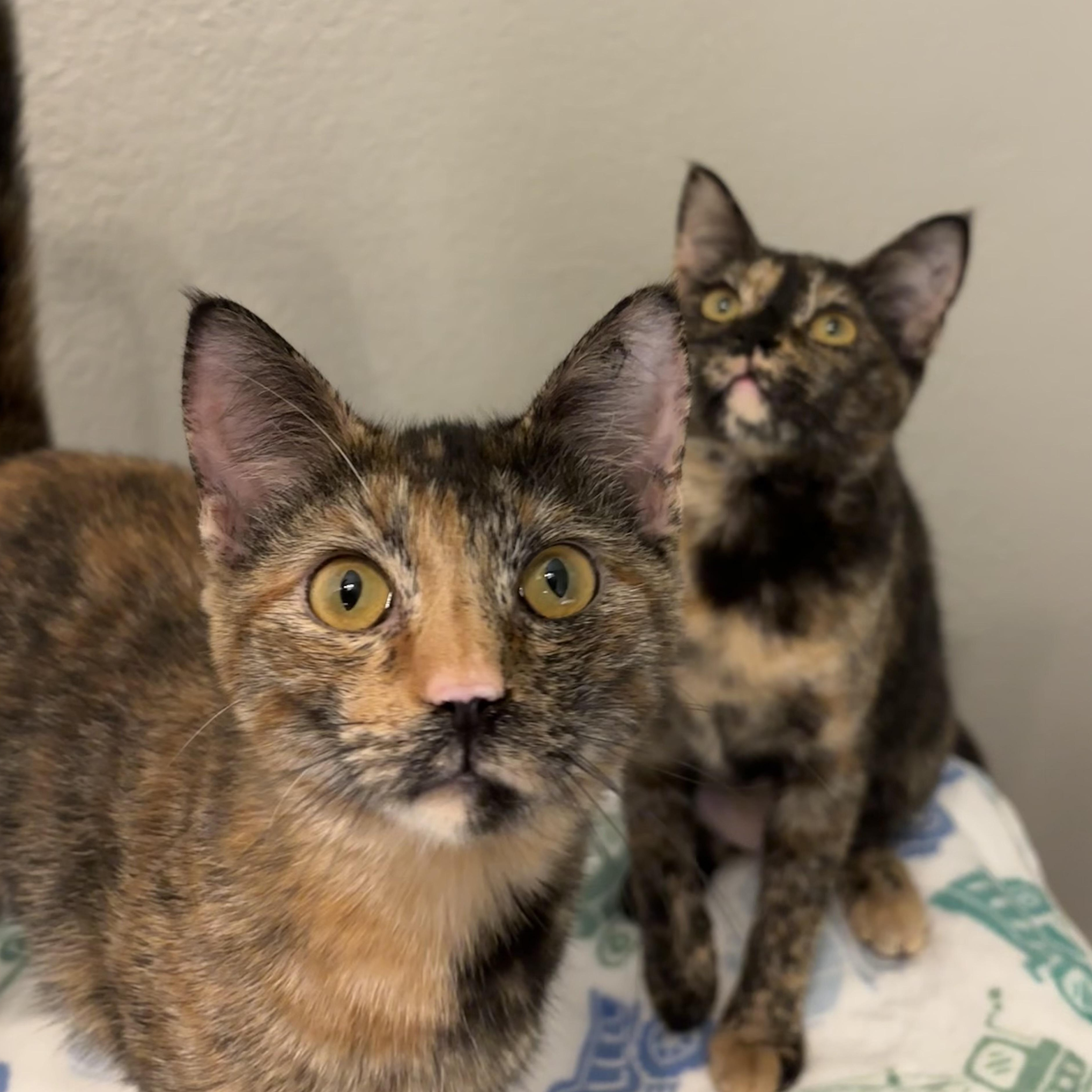 Suki, a Adoptable Domestic Short Hair in Huffman, TX image 3/4