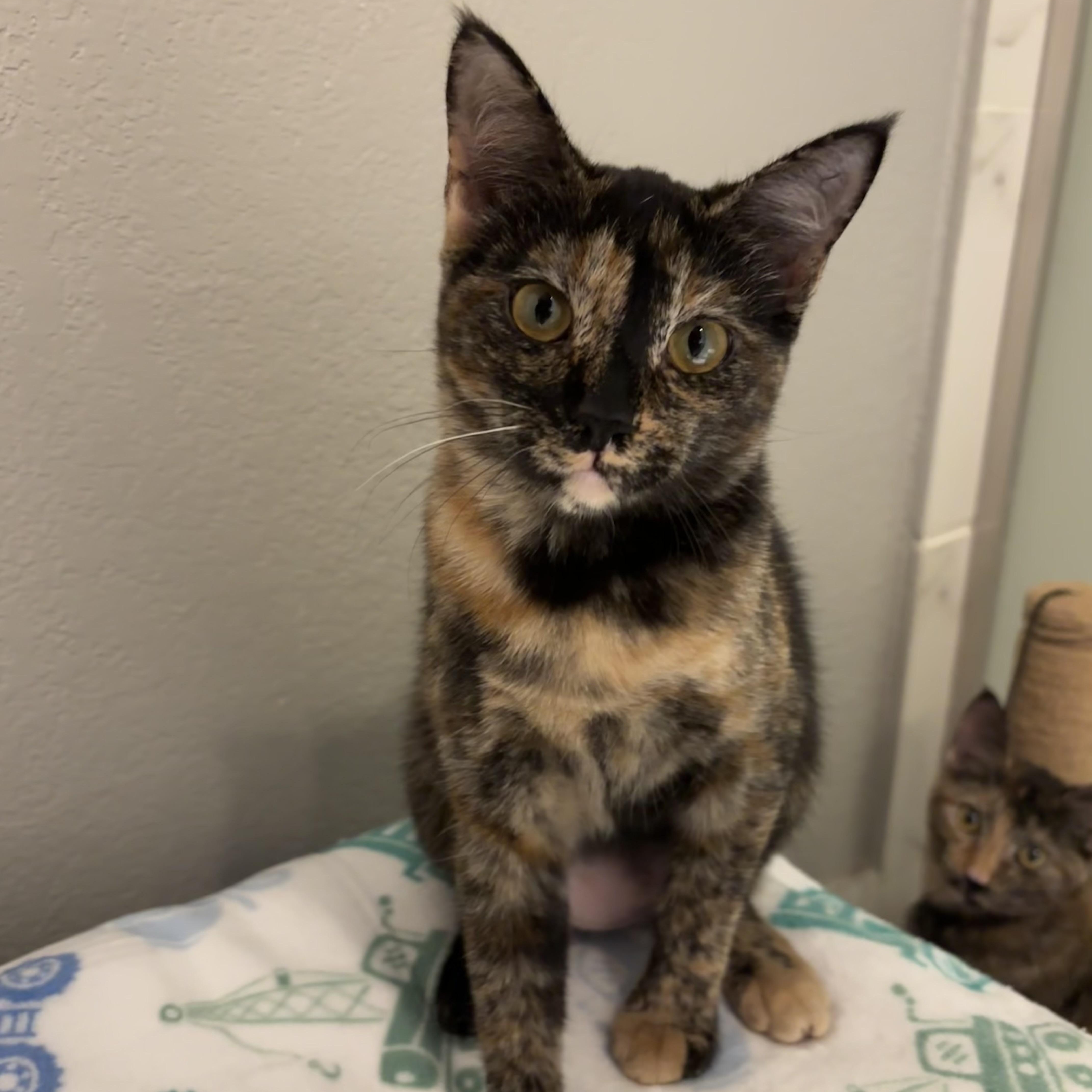 Suki, a Adoptable Domestic Short Hair in Huffman, TX image 1/4