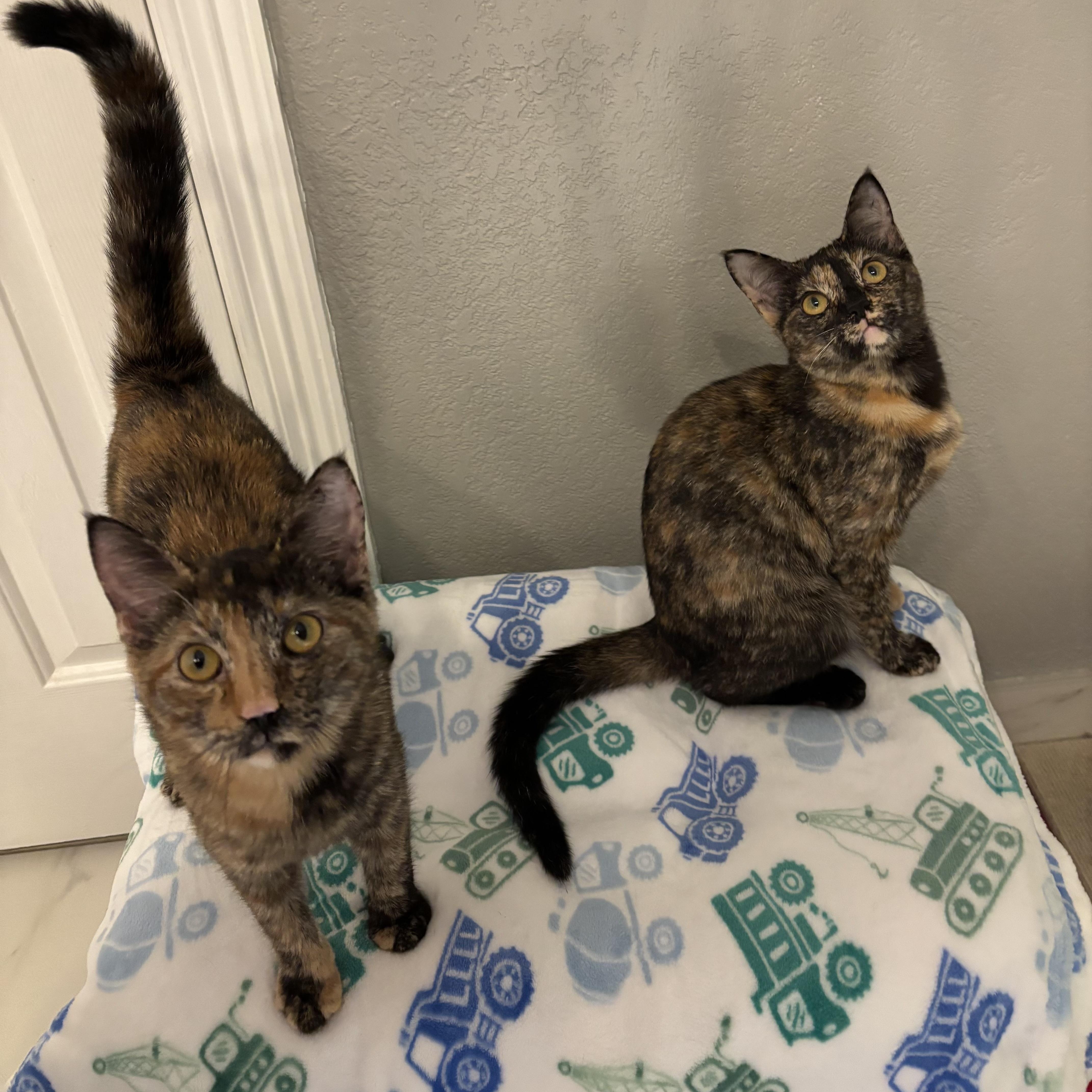 Suki, a Adoptable Domestic Short Hair in Huffman, TX image 2/4