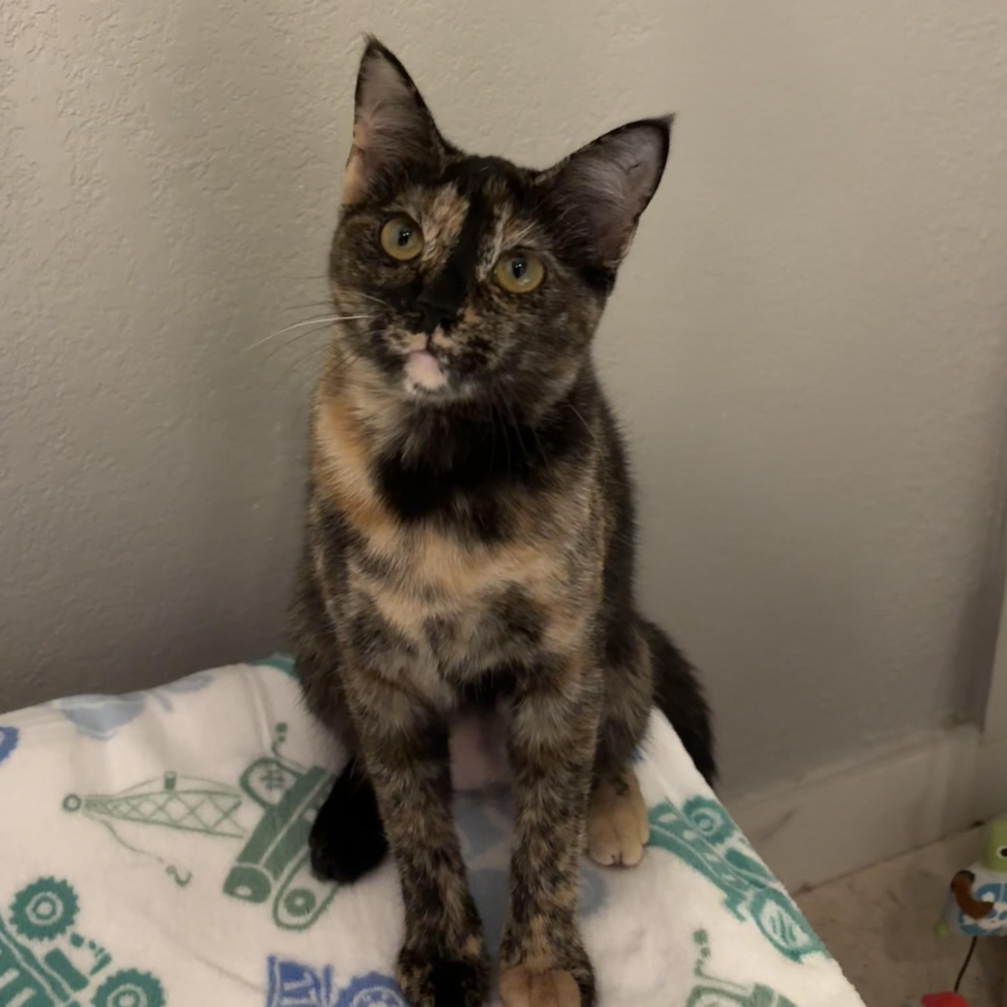 Suki, a Adoptable Domestic Short Hair in Huffman, TX image 4/4