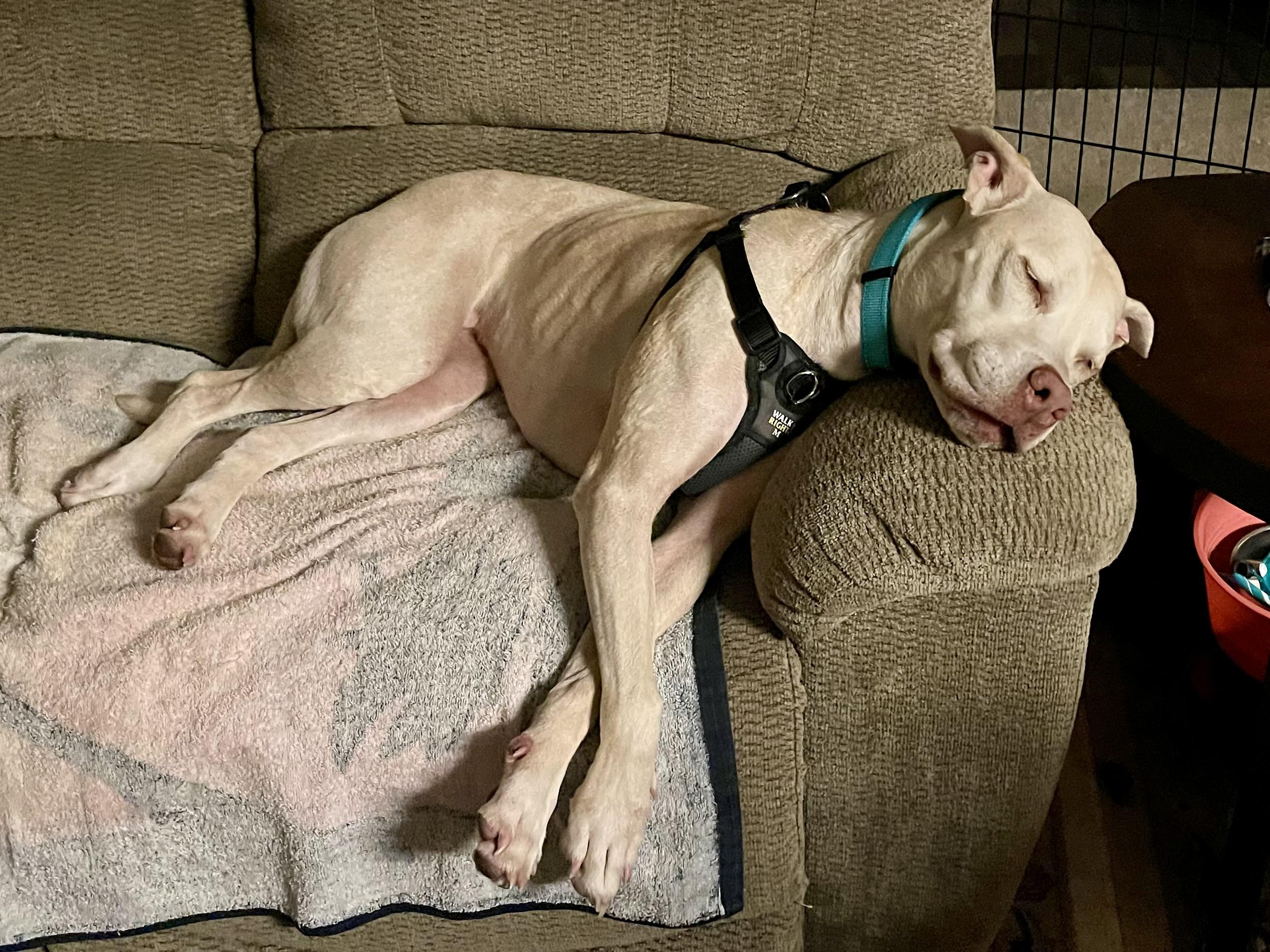 Ronnie, a Adoptable mixed breed in Sanford, FL image 3/3