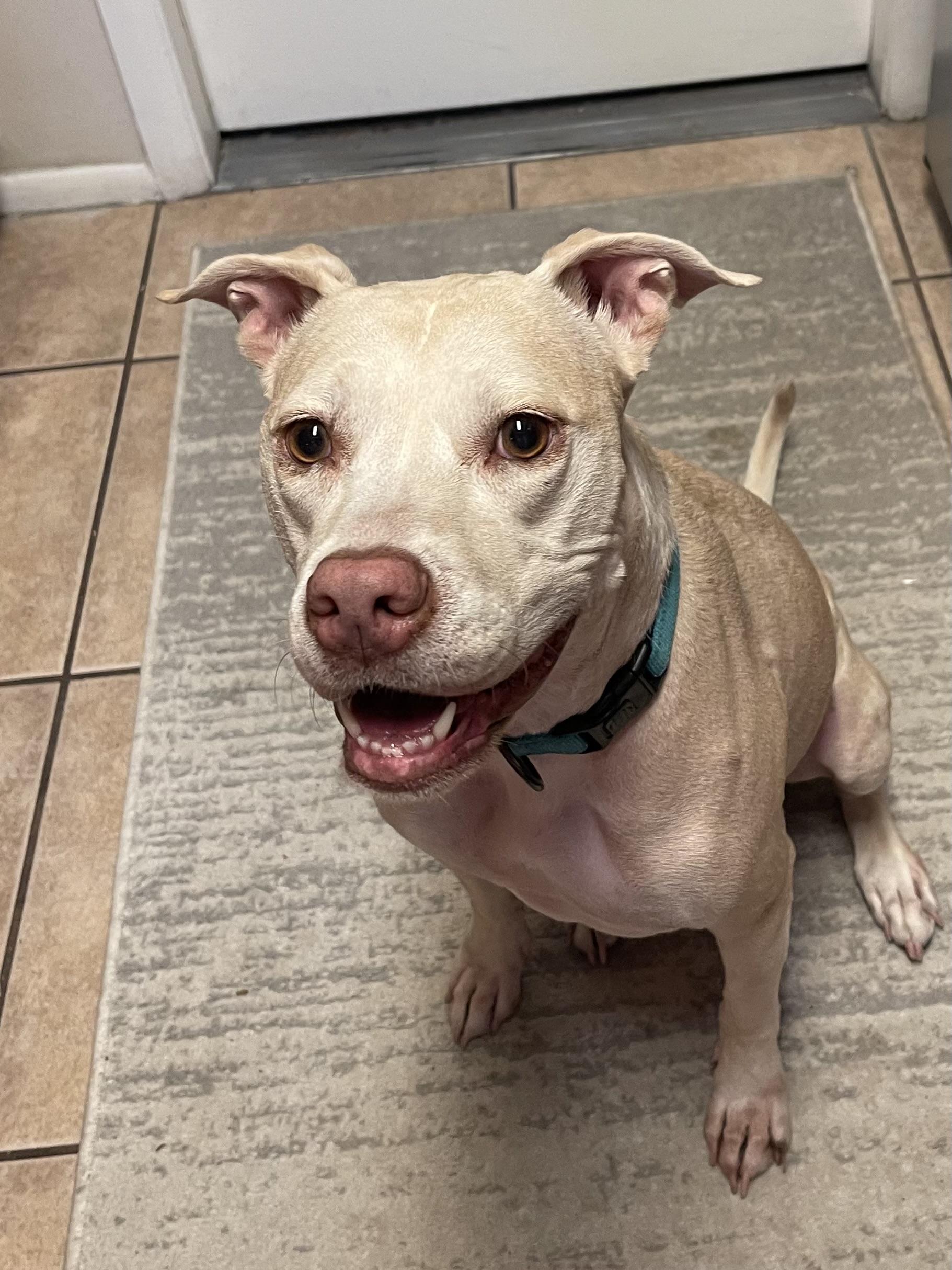 Ronnie, a Adoptable mixed breed in Sanford, FL image 2/3