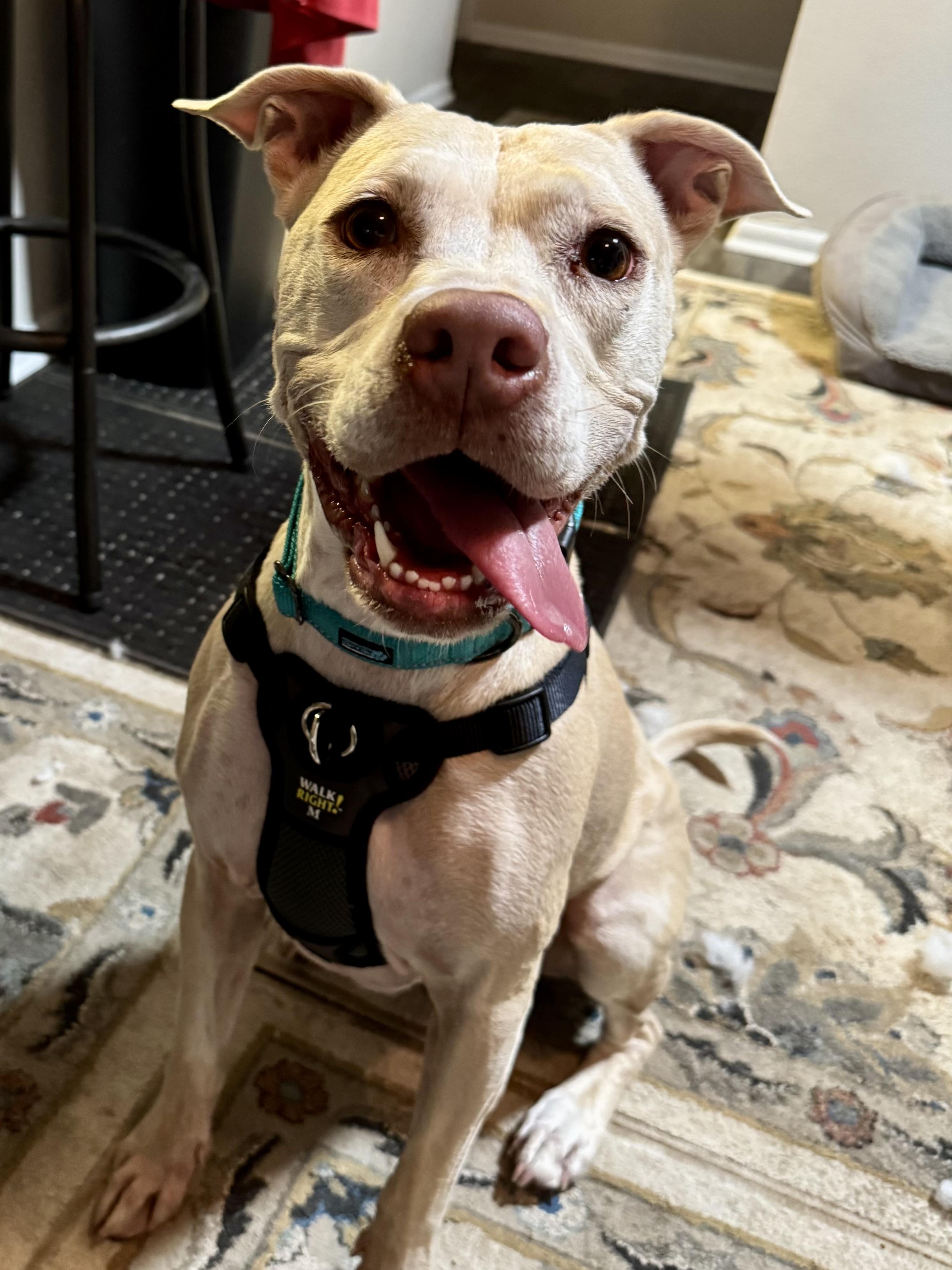 Ronnie, a Adoptable mixed breed in Sanford, FL image 1/3