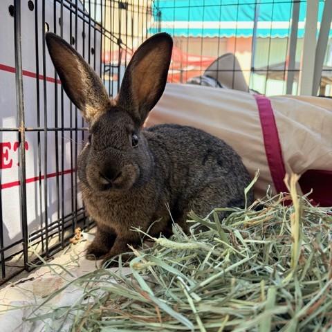 Enlarge DAGGER, a Adoptable Bunny Rabbit in San Jose, CA image 1/1
