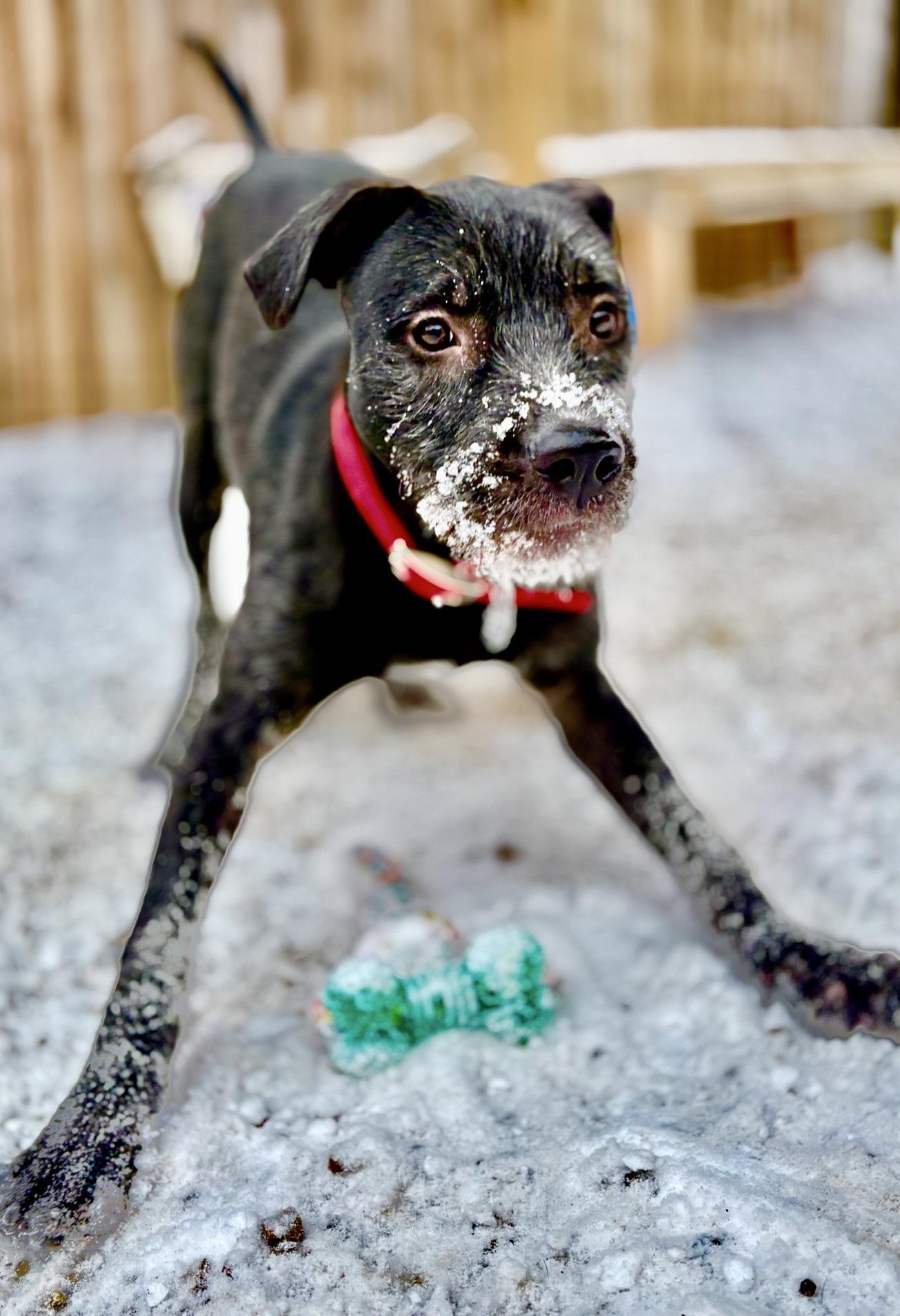 Ralf, Adoptable, Puppy Male Kerry Blue Terrier & Mixed Breed.