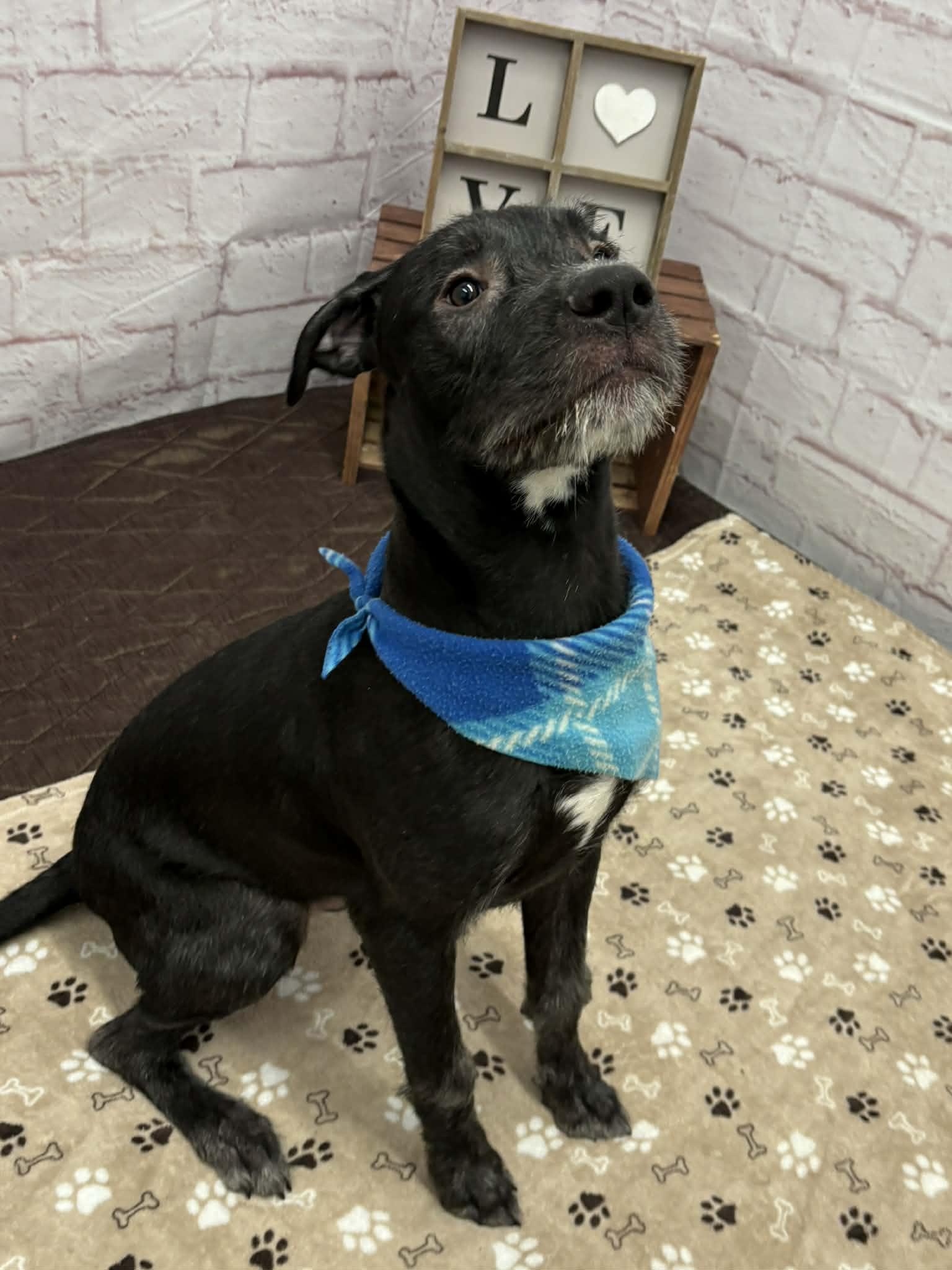 Ralf, a Adoptable mixed breed in Oxford, MI image 4/6