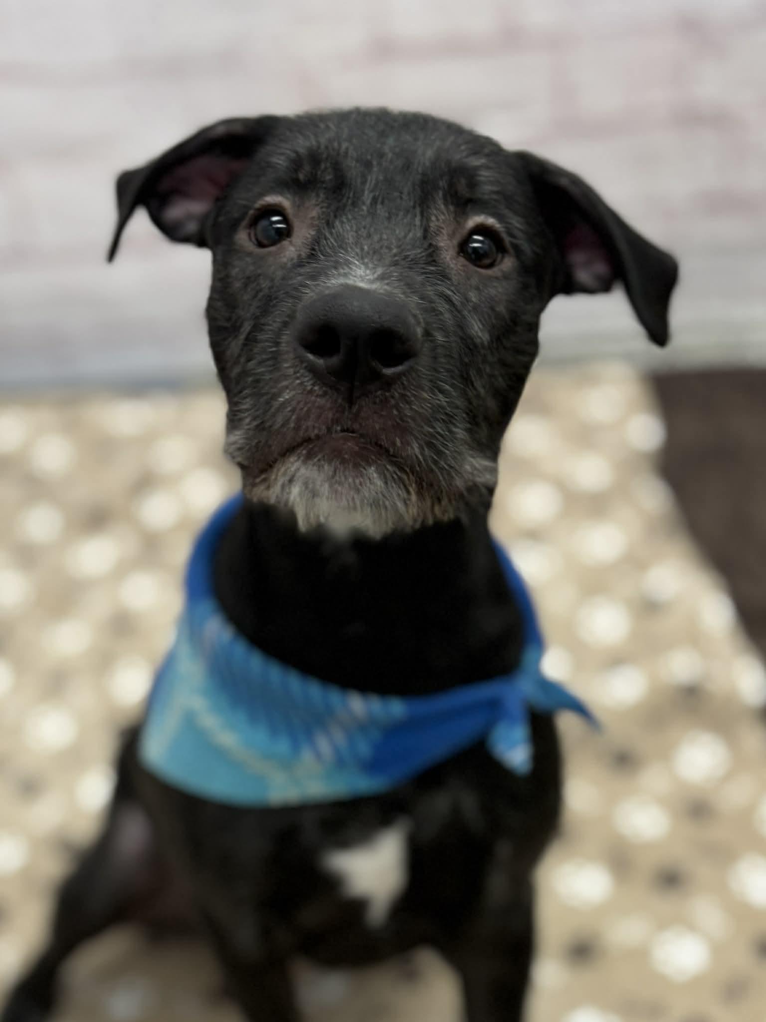 Ralf, a Adoptable mixed breed in Oxford, MI image 5/6