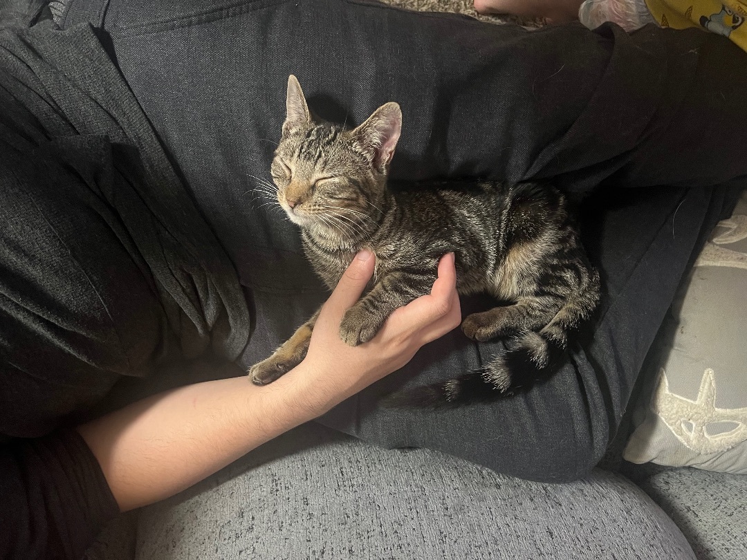 Winky, Adopted, Kitten Female Domestic Short Hair.