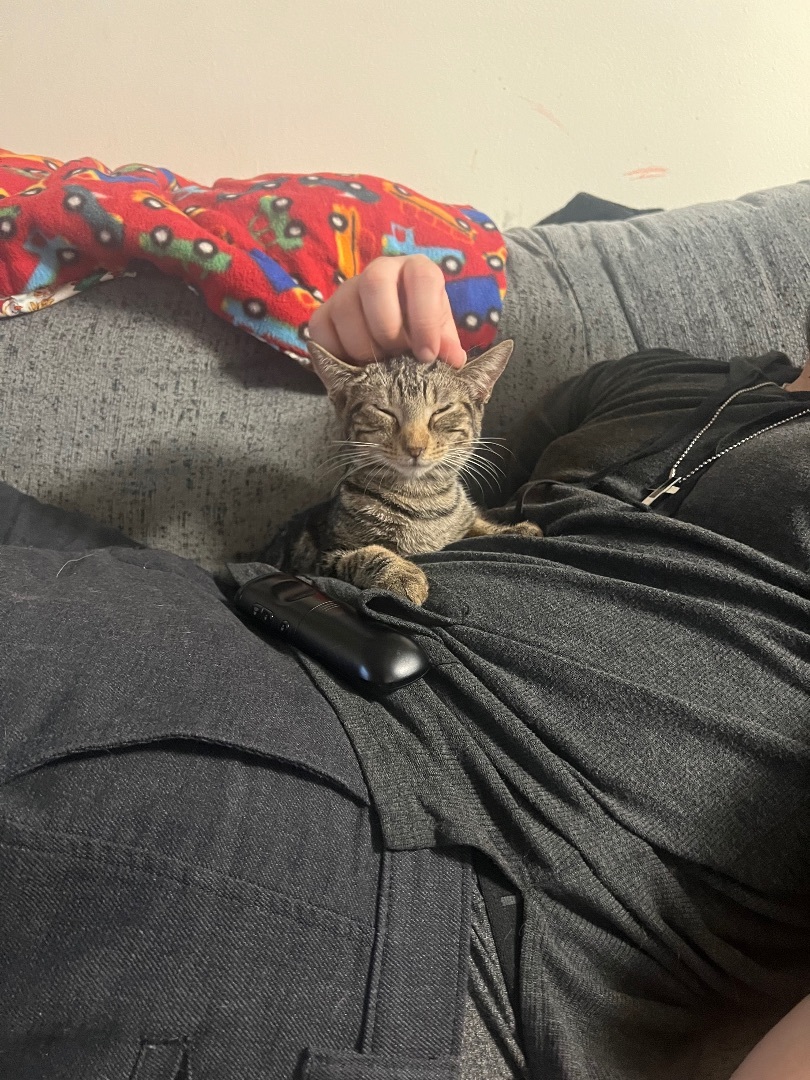 Winky, a Adopted Domestic Short Hair in Media, PA image 2/3