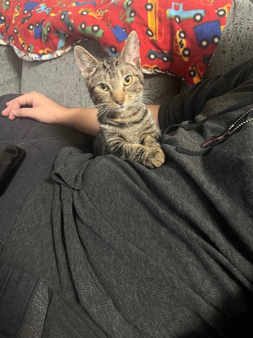 Winky, a Adopted Domestic Short Hair in Media, PA image 3/3