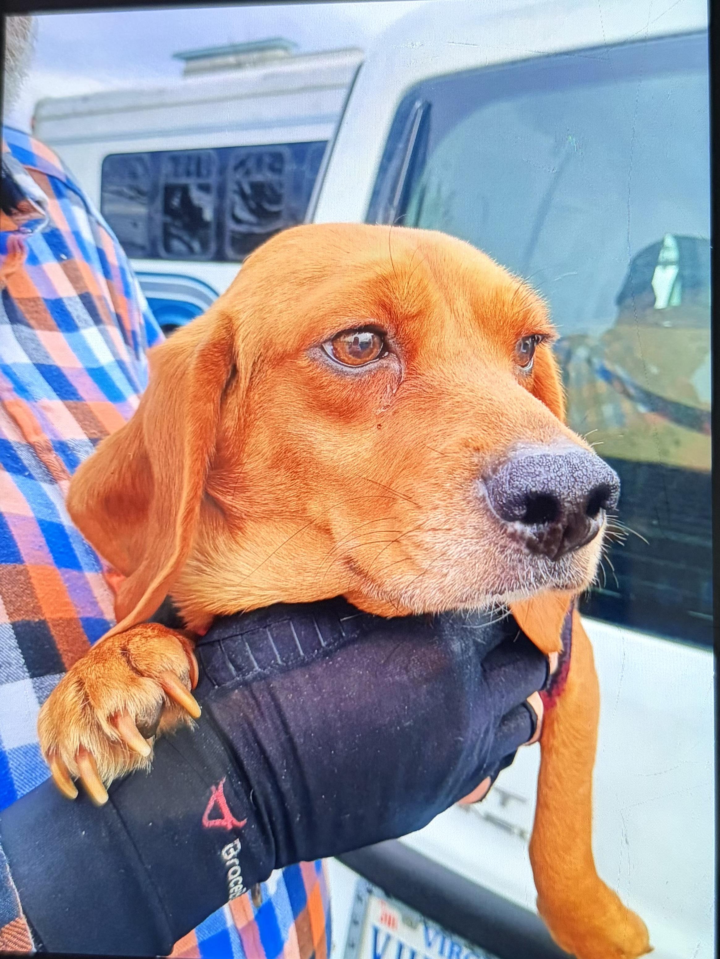 Enlarge Sally, an adopted Beagle in Lexington, MA image 1/3