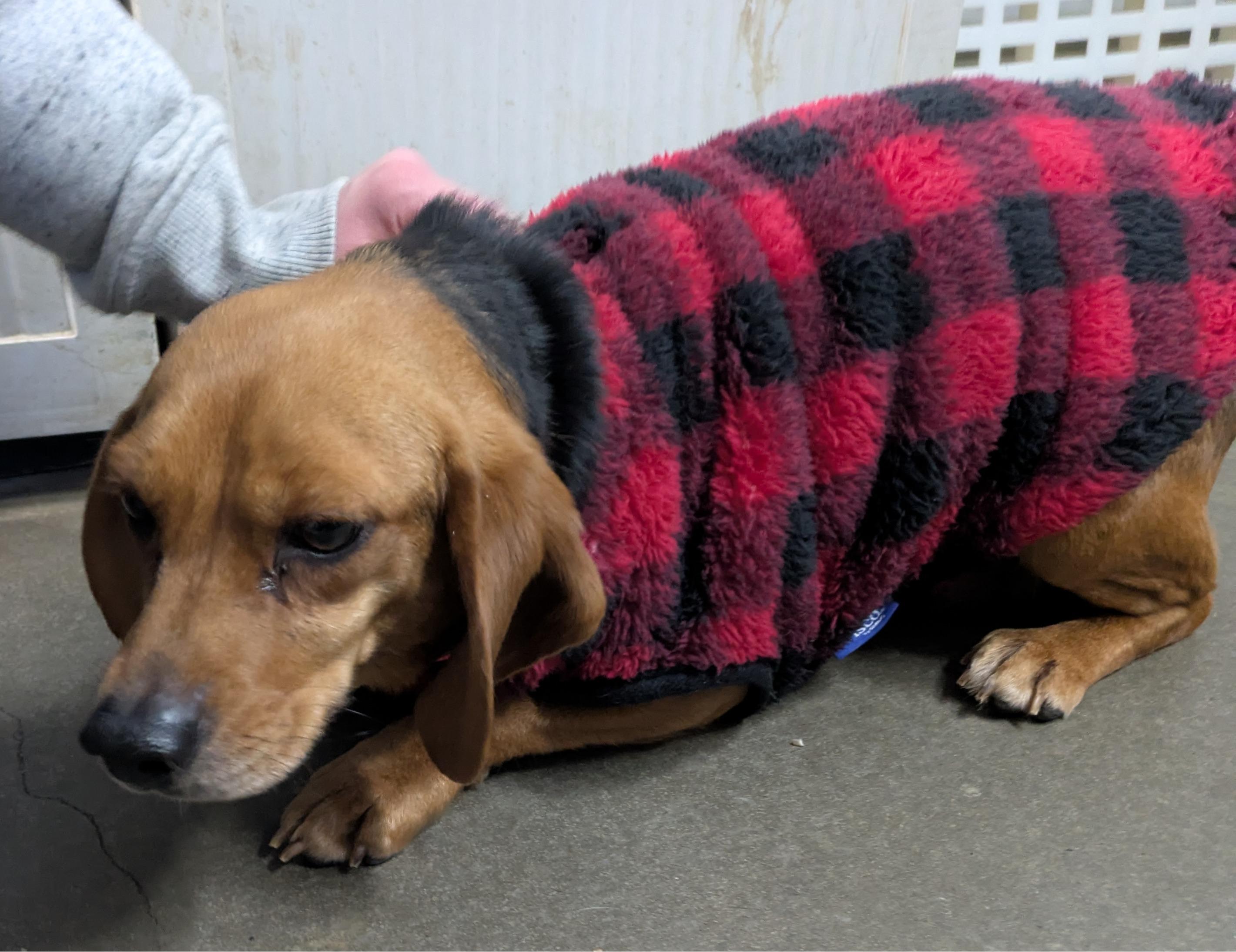 Enlarge Sally, an adopted Beagle in Lexington, MA image 2/3