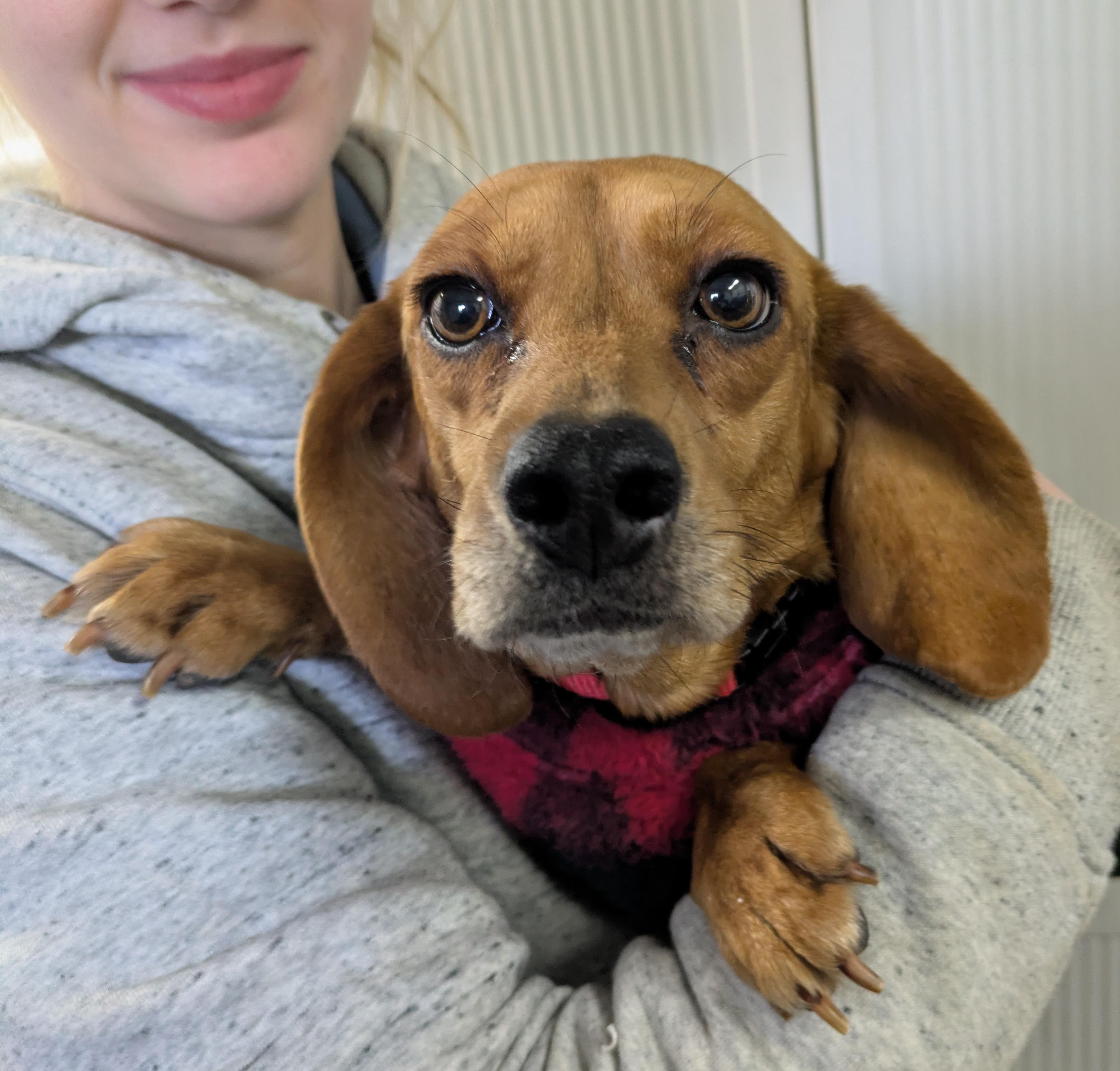 Enlarge Sally, an adopted Beagle in Lexington, MA image 3/3