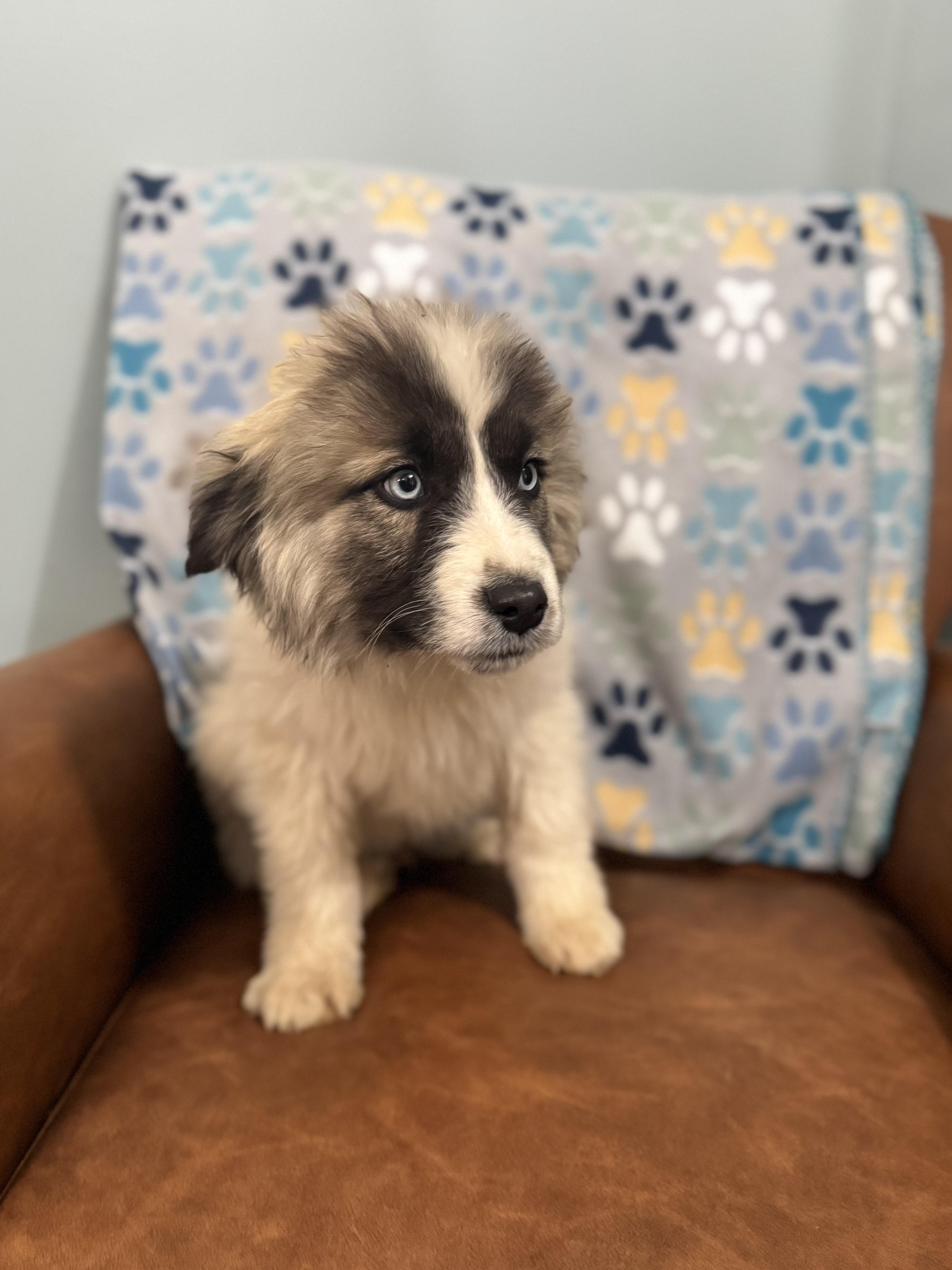 Enlarge Juno , a ADOPTABLE mixed breed in Sequatchie, TN image 4/4