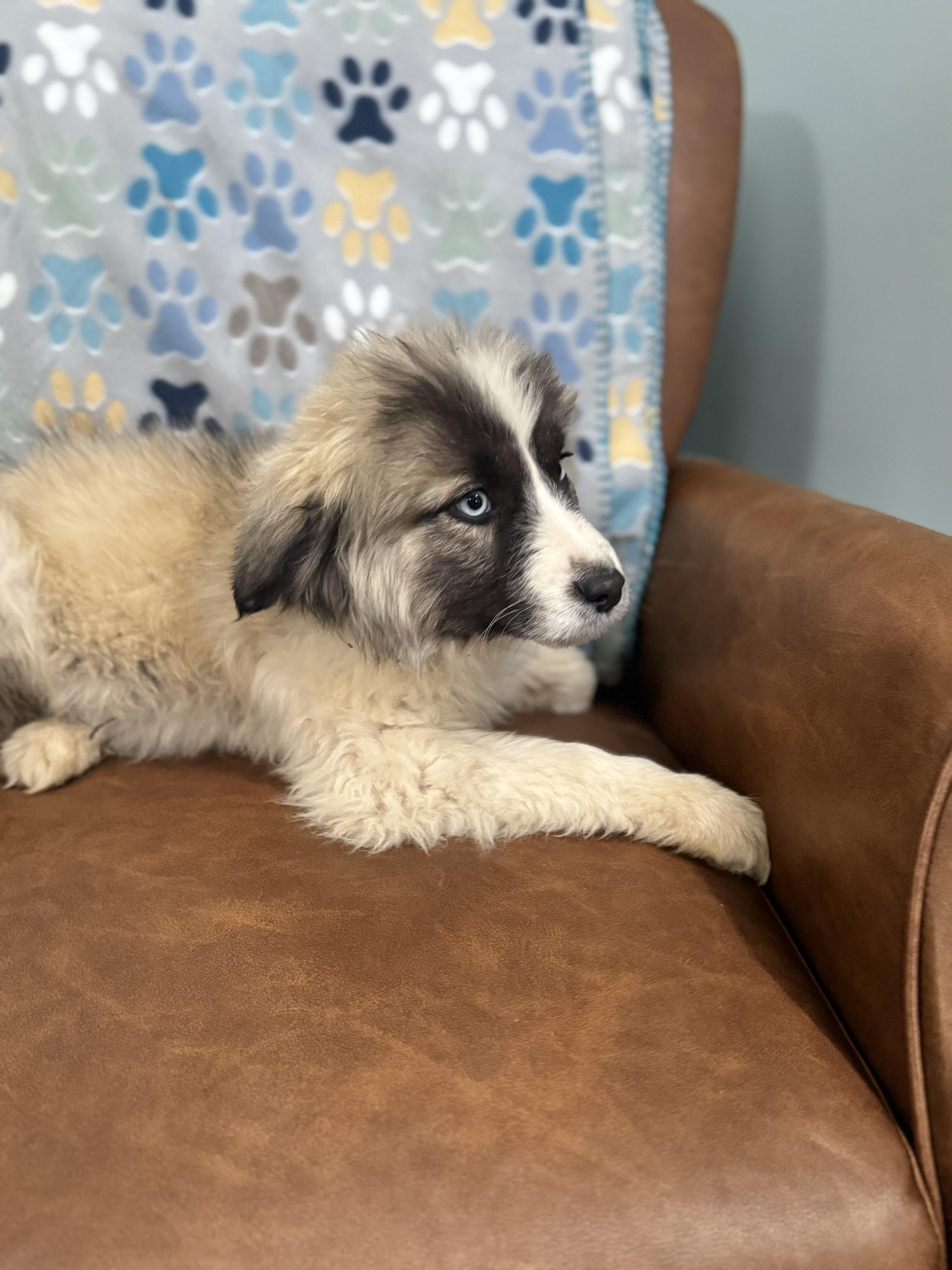 Enlarge Juno , a ADOPTABLE mixed breed in Sequatchie, TN image 3/4