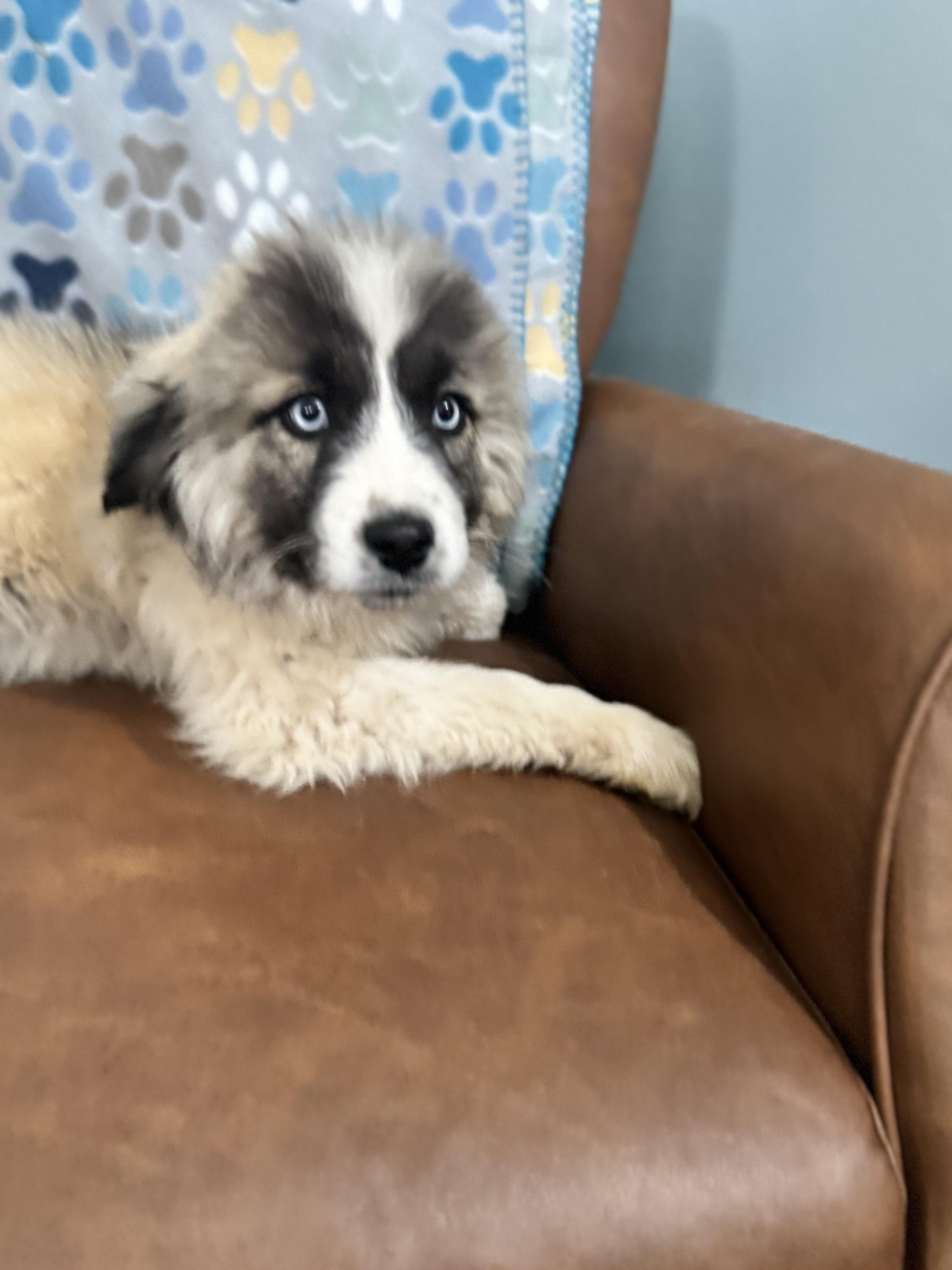 Enlarge Juno , a ADOPTABLE mixed breed in Sequatchie, TN image 2/4