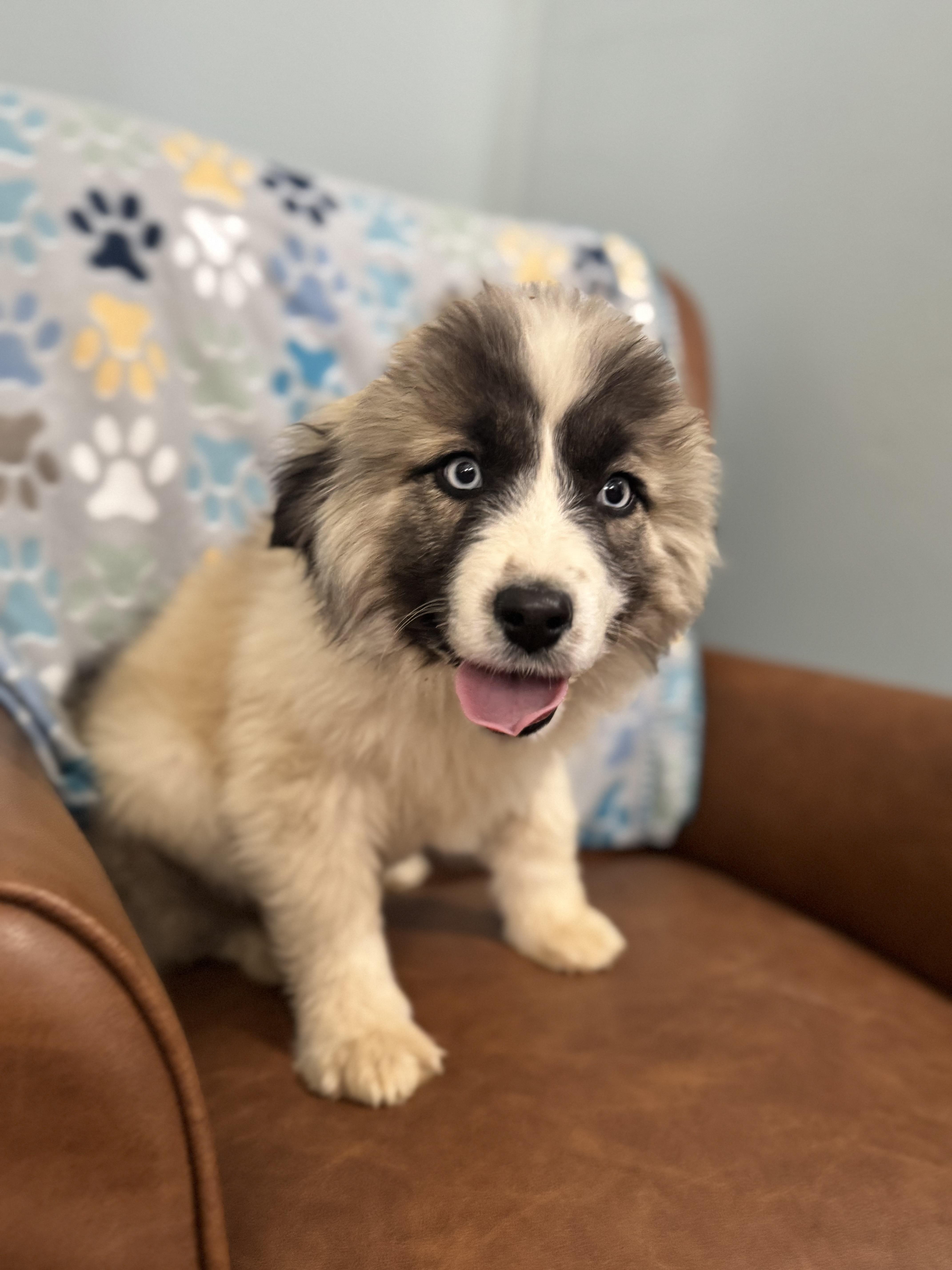 Juno , ADOPTABLE, Puppy Male Great Pyrenees & Husky.