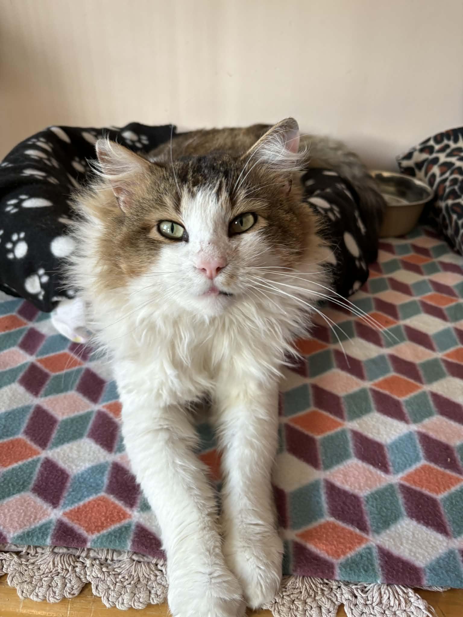 Fred, ADOPTABLE, Adult Male Maine Coon.