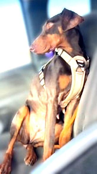 Mylah, Adoptable, Young Female Doberman Pinscher.