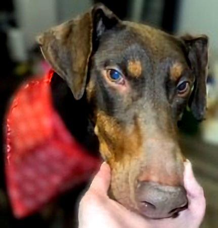 Enlarge Mylah, a Adoptable Doberman Pinscher in Omaha, NE image 2/3