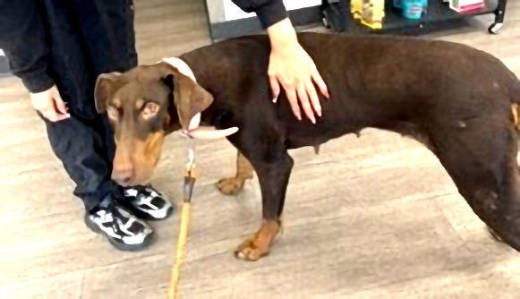 Enlarge Mylah, a Adoptable Doberman Pinscher in Omaha, NE image 3/3