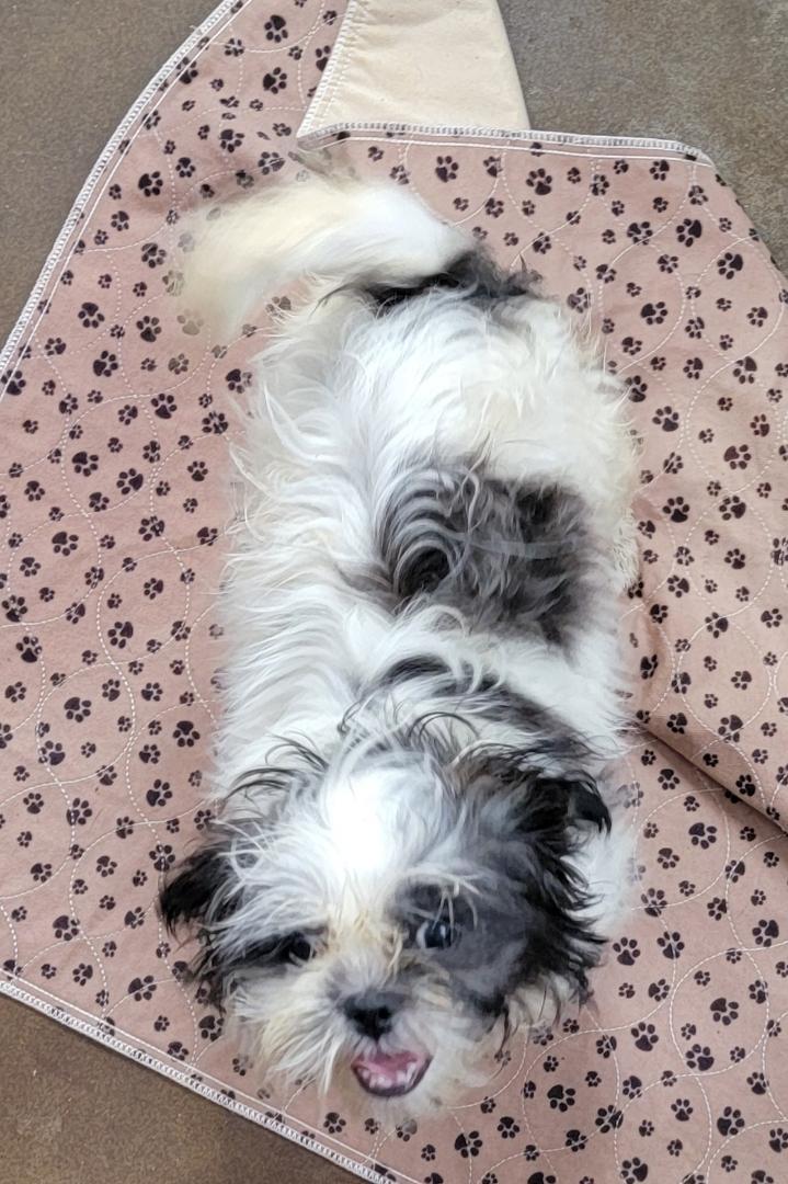 Enlarge Trouble, a Adoptable mixed breed in Richland Center, WI image 2/2