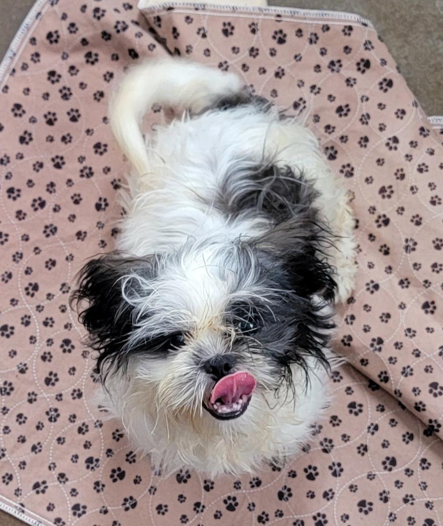 Trouble, Adoptable, Young Male Shih Tzu & Poodle.