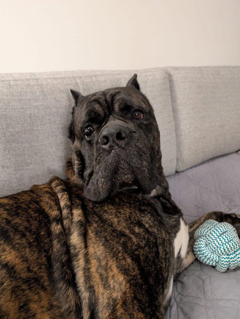 Pooch, a Adoptable Cane Corso in Brooklyn, NY image 4/5
