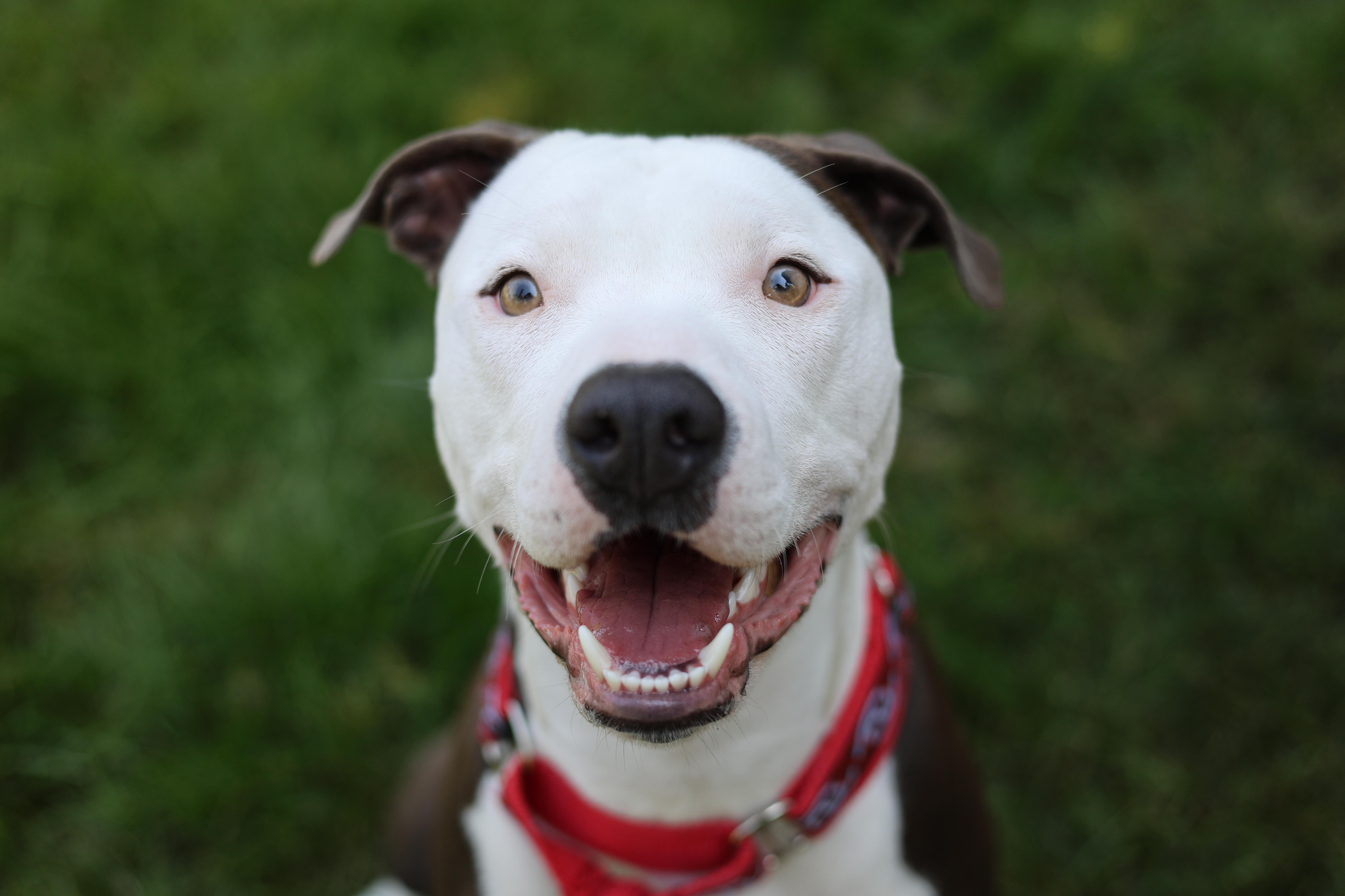 Enlarge Danny Boy, a Adoptable mixed breed in Sioux Falls, SD image 2/6