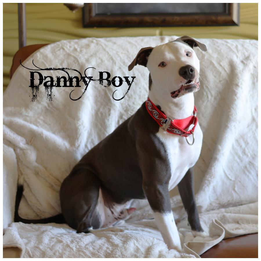 Enlarge Danny Boy, a Adoptable mixed breed in Sioux Falls, SD image 1/6