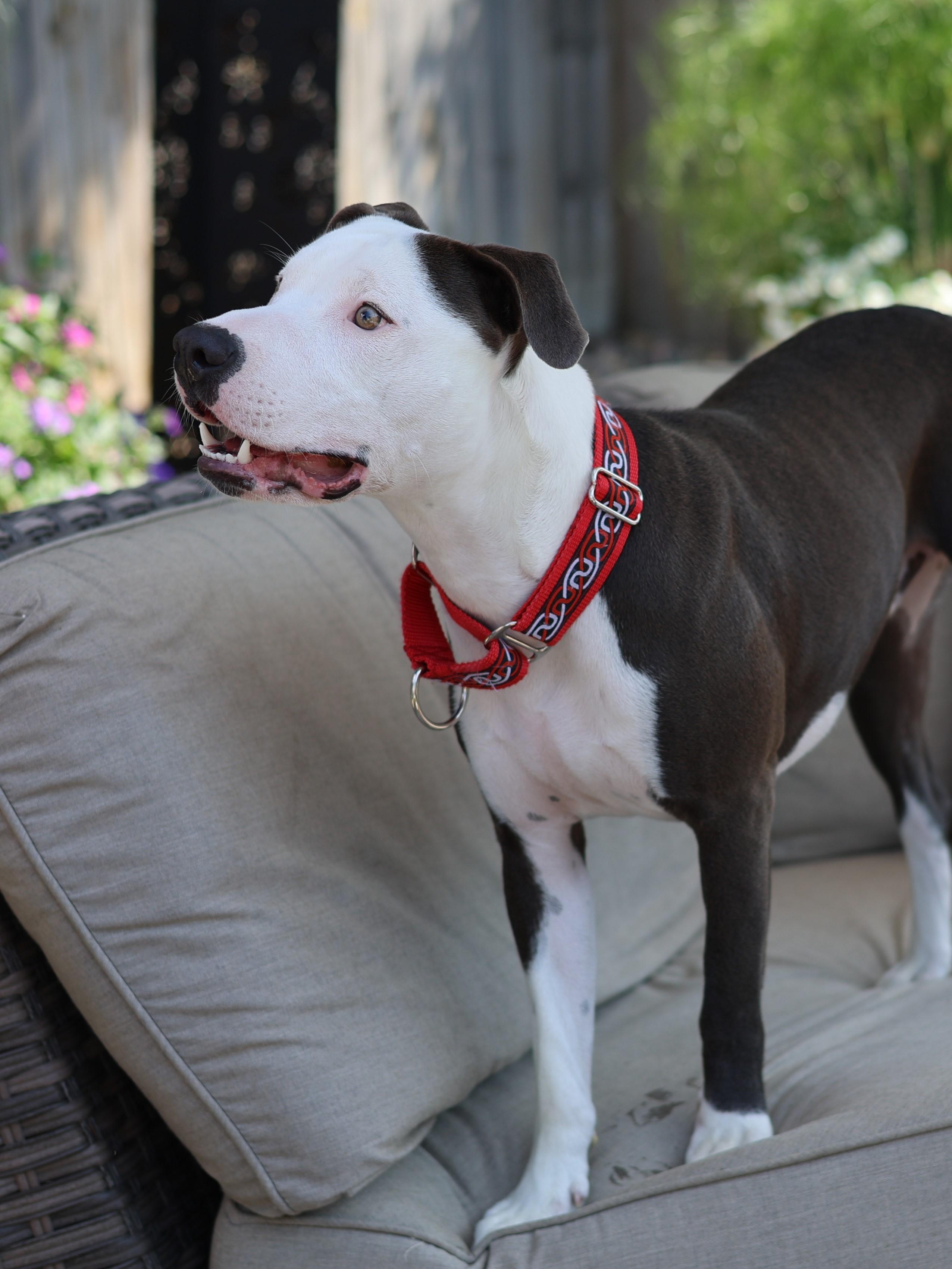 Enlarge Danny Boy, a Adoptable mixed breed in Sioux Falls, SD image 4/6
