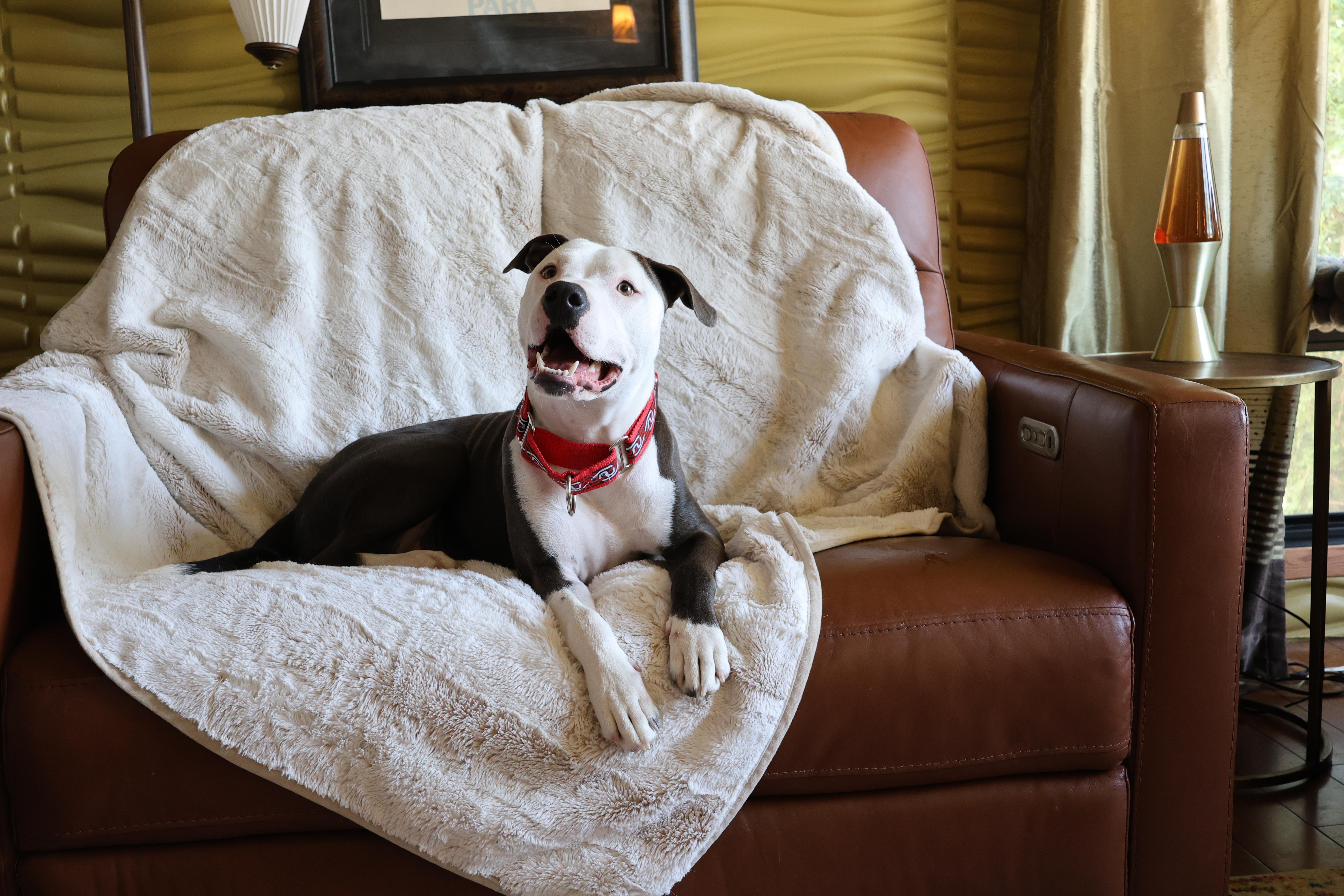 Enlarge Danny Boy, a Adoptable mixed breed in Sioux Falls, SD image 3/6