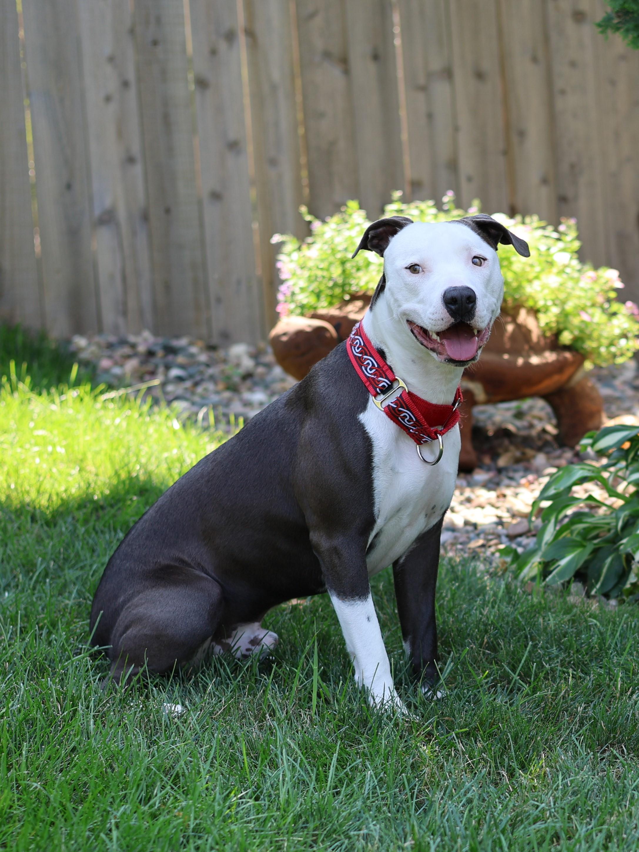 Enlarge Danny Boy, a Adoptable mixed breed in Sioux Falls, SD image 6/6