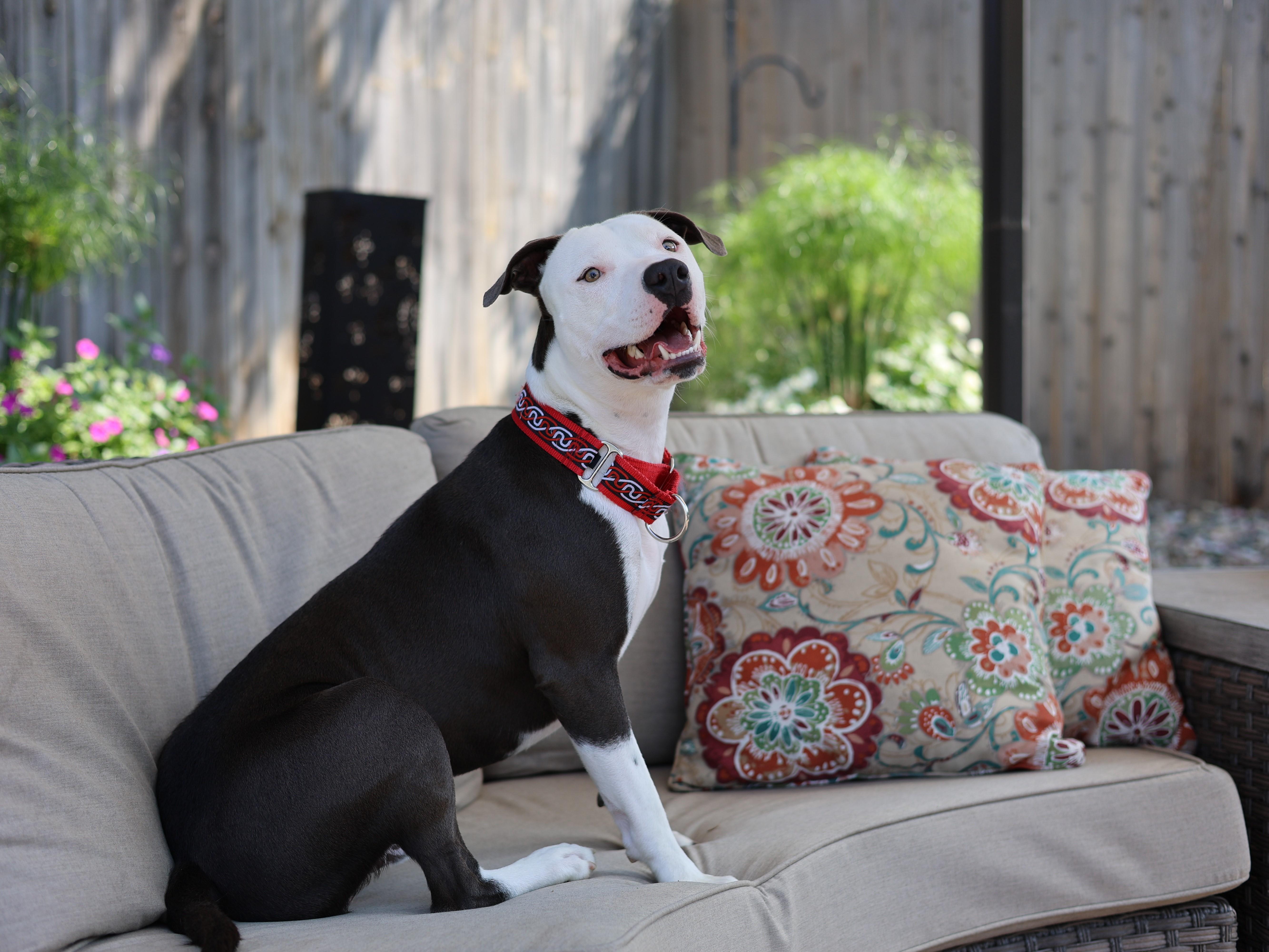 Enlarge Danny Boy, a Adoptable mixed breed in Sioux Falls, SD image 5/6